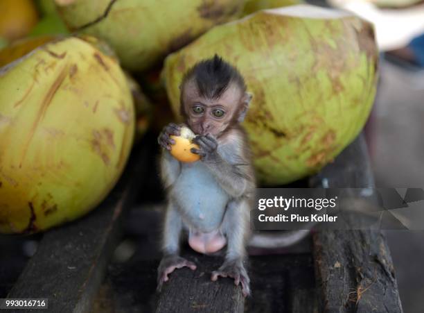 young northern pig-tailed macaque (macaca leonina) eating a fruit, lamai, koh samui, thailand - province de surat thani photos et images de collection