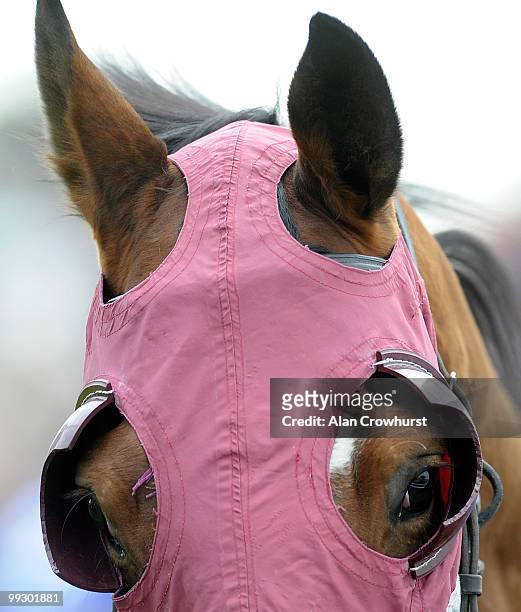 Blinkers an a horse at York racecourse on May 14, 2010 in York, England