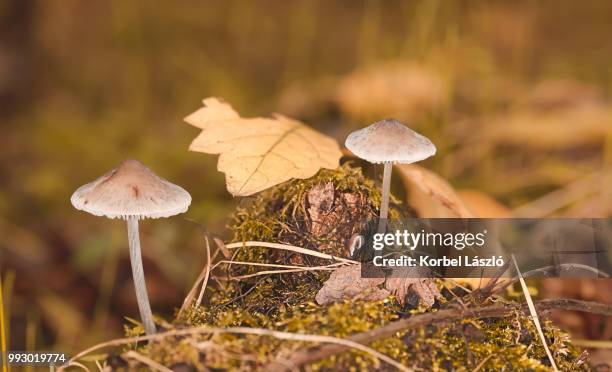 mushrooms on autumn forest floor - korbel stock pictures, royalty-free photos & images