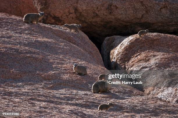 rock hyrax (procavia capensis), spitzkoppe, namibia - rock hyrax stock pictures, royalty-free photos & images