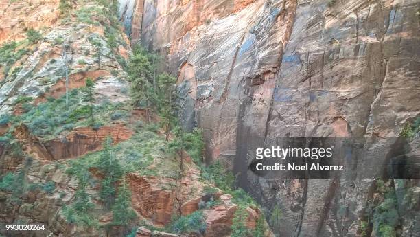 pine refuge... - escarpment ストックフォトと画像