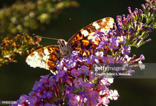 evening light - amour photos stock pictures, royalty-free photos & images