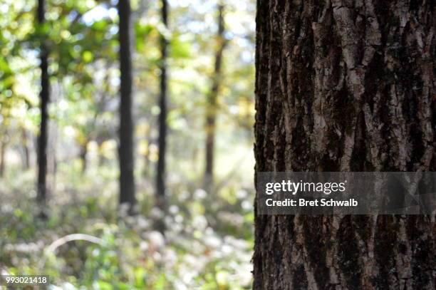 spying on the trees - bret schwalb stock pictures, royalty-free photos & images