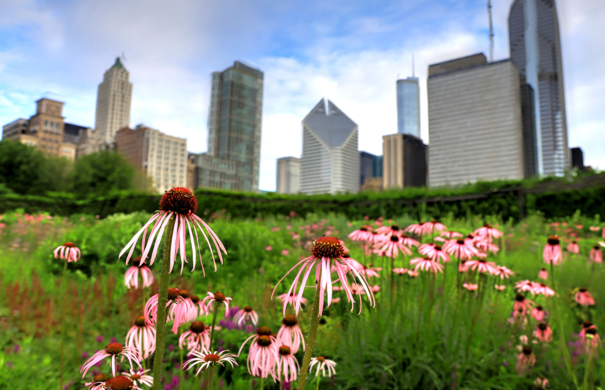 chicago garden