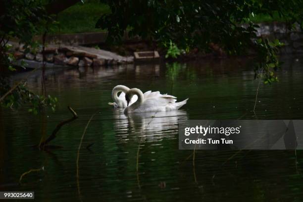 Swam Photo Example 3,571 Swam Stock Photos, High-Res Pictures, and Images - Getty Images