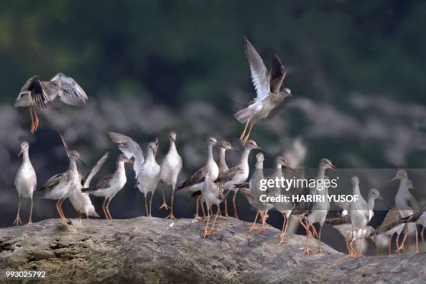 common sandpiper - hariri stock pictures, royalty-free photos & images
