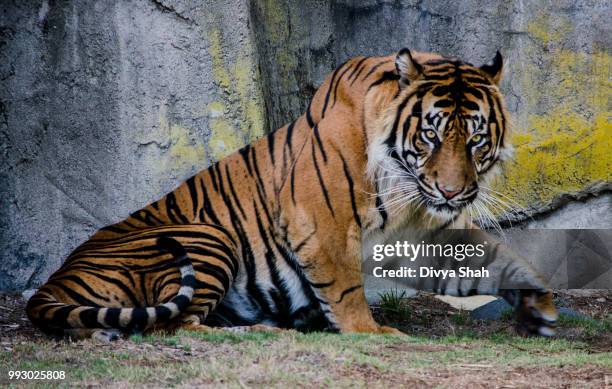 crouching tiger hidden dragon - crouching tiger hidden dragon stock pictures, royalty-free photos & images