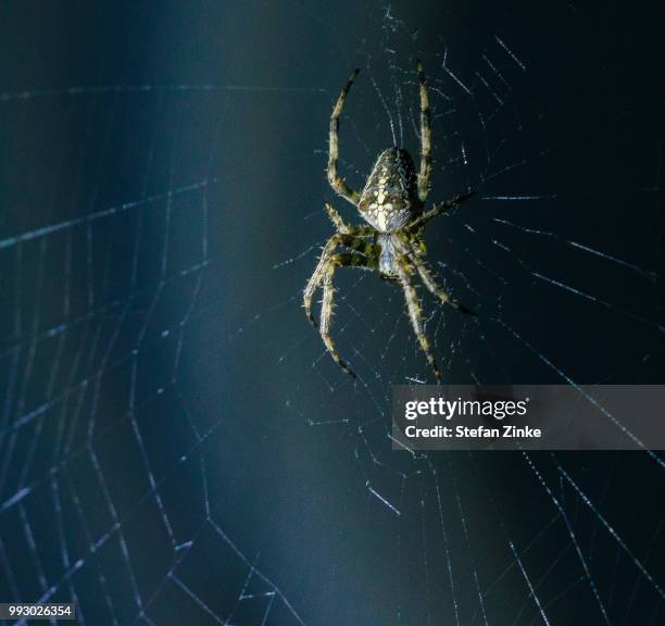 spiderman - zinke stock pictures, royalty-free photos & images