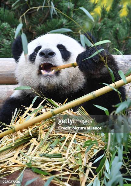 The male panda bear Jiao Qing chows down on fresh bamboo inside his cage at the Zoo in Berlin, Germany, 3 November 2017. Photo: Paul Zinken/dpa