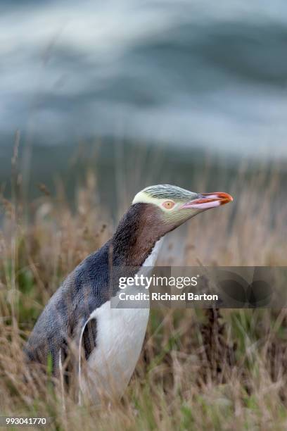 yellow-eyed penguin 4 - yellow eyed penguin stock pictures, royalty-free photos & images