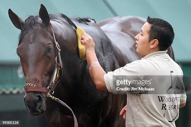 Kentucky Derby winner and Preakness Stakes hopeful Super Saver is bathed by Noe Antonio after his morning workout on May 14, 2010 in Baltimore,...