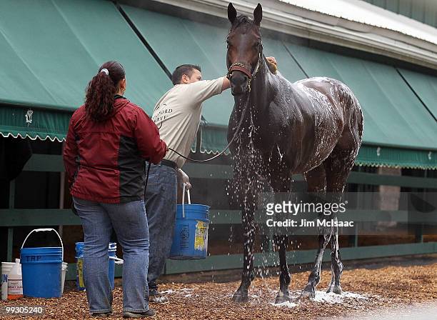 Kentucky Derby winner and Preakness Stakes hopeful Super Saver is bathed by Noe Antonio with help from Isobel Escobar after his morning workout on...