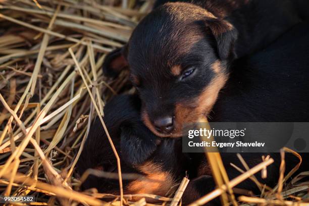 Shevelev Table Shevelev Photos and Premium High Res Pictures - Getty Images