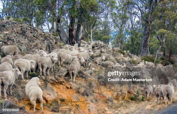 tasmanian travel - masterton stock pictures, royalty-free photos & images