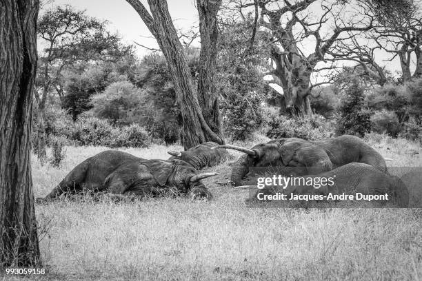 sleeping giants - sleeping elephant stock pictures, royalty-free photos & images