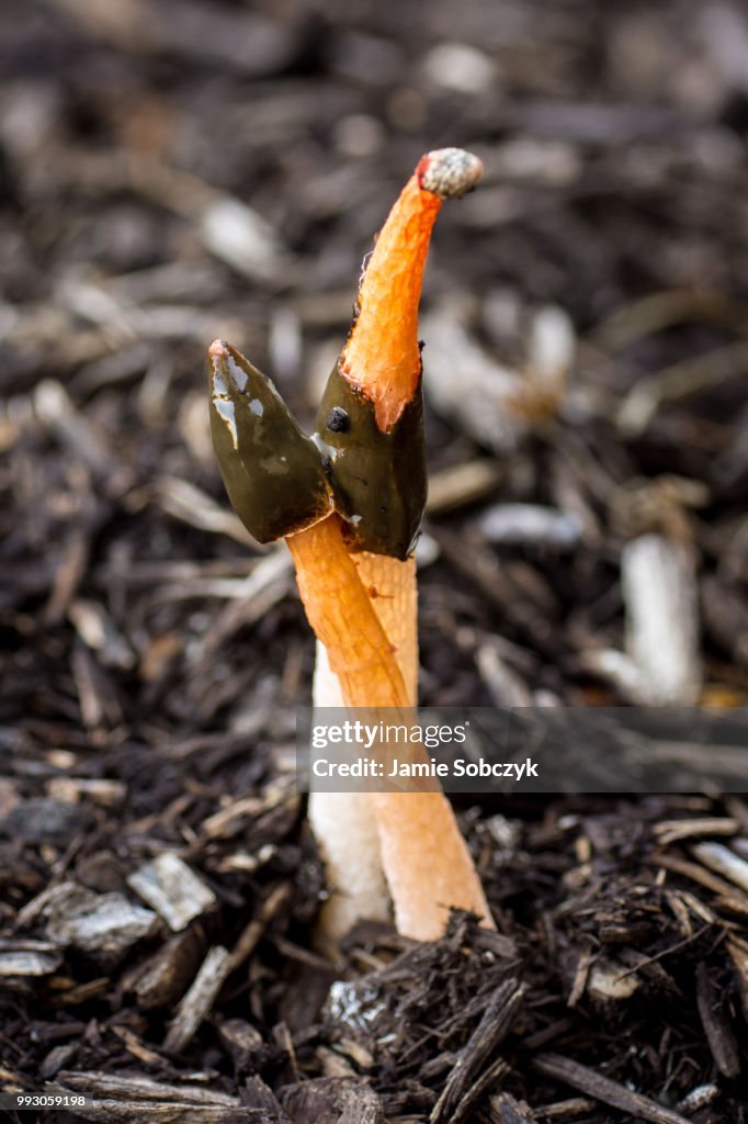 Stinkhorn Mushroom