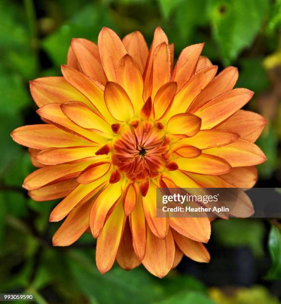 Orange Dahlia High-Res Stock Photo