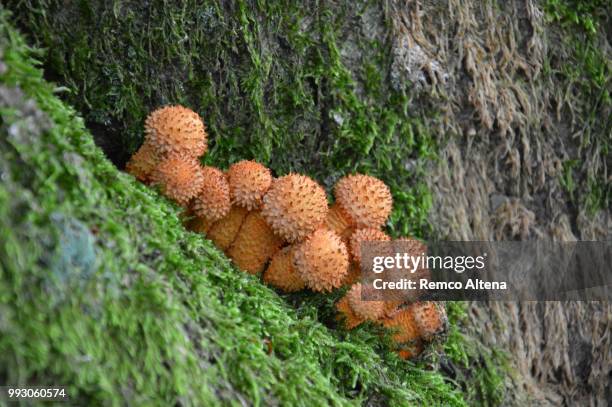 mushrooms.jpg - altena fotografías e imágenes de stock