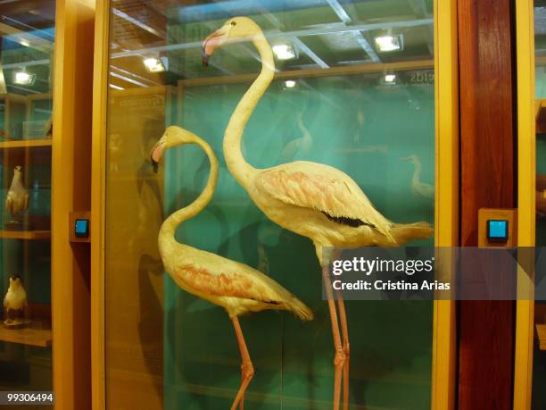 Glass case with flamingoes in the Casa da Fusta ecomuseum, Ebro Delta Natural Park, Tarragona, Cataluna, Spain, may-07 .