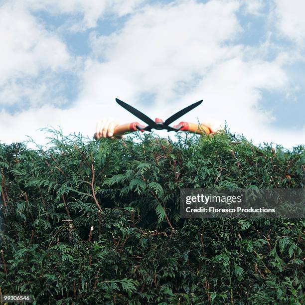 man pruning hedges - hedge stock pictures, royalty-free photos & images