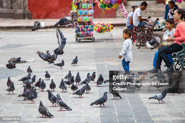 local family feeding birds in the center of san miguel, de allende, mexico - feeding frenzy stock pictures, royalty-free photos & images