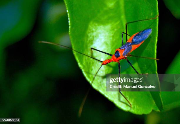 as above, so below. as below, so above. - kissing bug fotografías e imágenes de stock