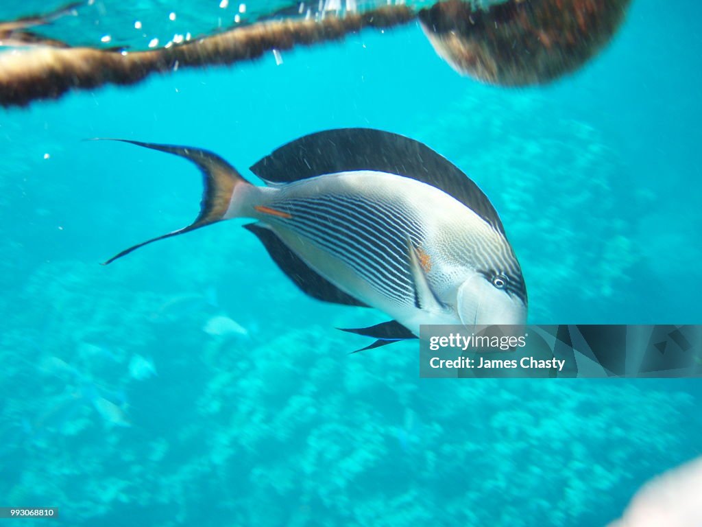 Red Sea Sohal Surgeonfish