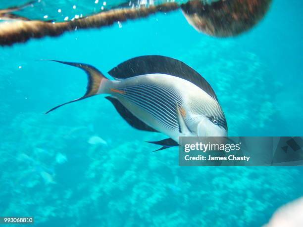 red sea sohal surgeonfish - surgeonfish stock pictures, royalty-free photos & images