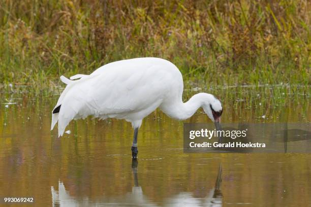 whooping crane - whooping crane stock pictures, royalty-free photos & images