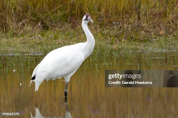 whooping crane - whooping crane stock pictures, royalty-free photos & images