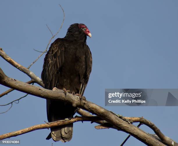 vulture - turkey vulture stock pictures, royalty-free photos & images