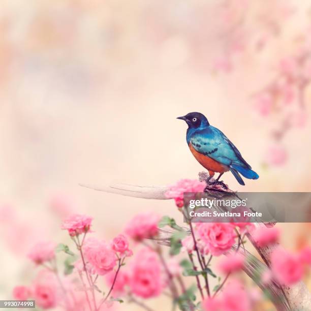 superb starling bird - superb stock pictures, royalty-free photos & images