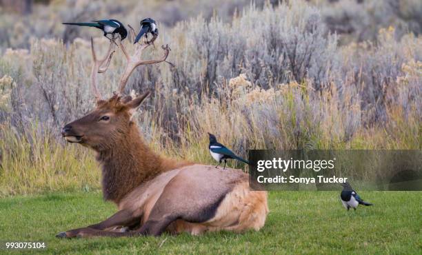 Chillin Images 497 Chillin Stock Photos, High-Res Pictures, and Images - Getty Images