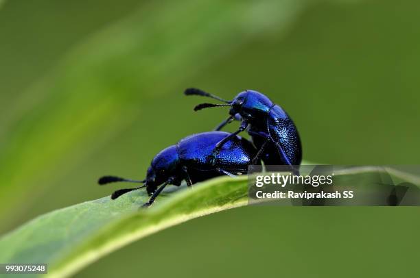 mating beetles - mating stock pictures, royalty-free photos & images