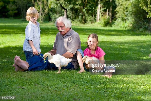 grandfather and grandchildren with geese - day old chicks stock pictures, royalty-free photos & images