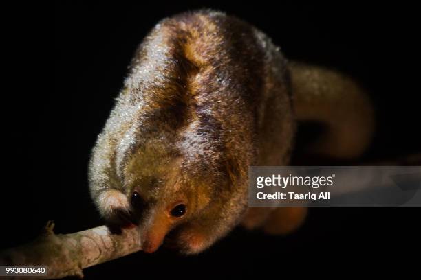 silky anteater - silky anteater stock pictures, royalty-free photos & images