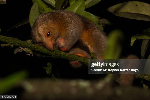 silky anteater resting - silky anteater stock pictures, royalty-free photos & images