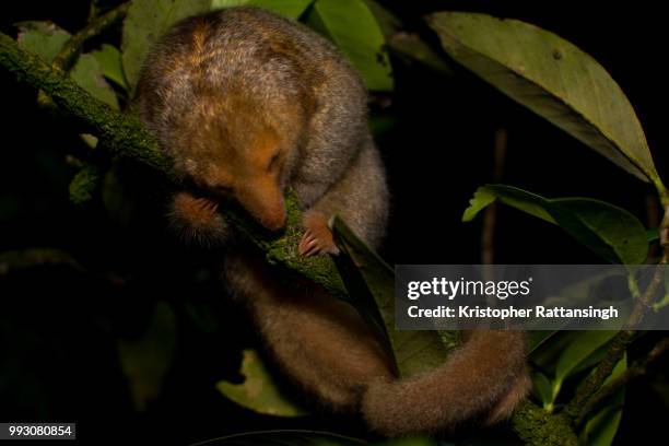 silky anteater sleeping - silky anteater stock pictures, royalty-free photos & images