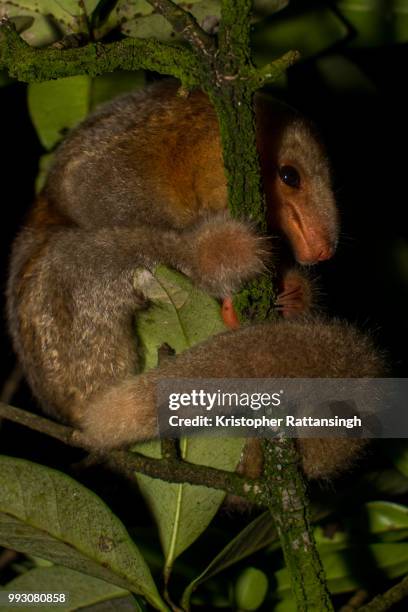 silky anteater nestling - silky anteater stock pictures, royalty-free photos & images