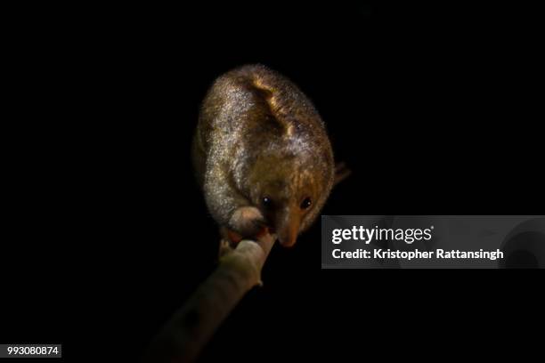 silky anteater - silky anteater stock pictures, royalty-free photos & images