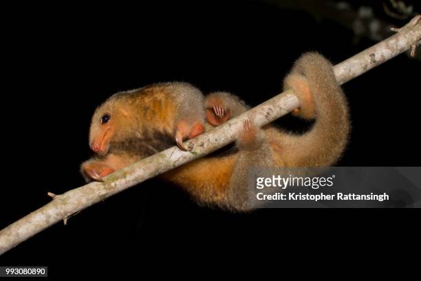 silky anteater climbing - silky anteater stock pictures, royalty-free photos & images