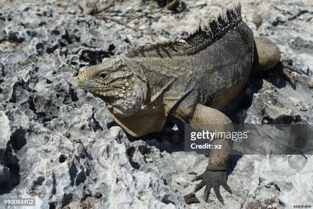 rocky - land iguana 個照片及圖片檔
