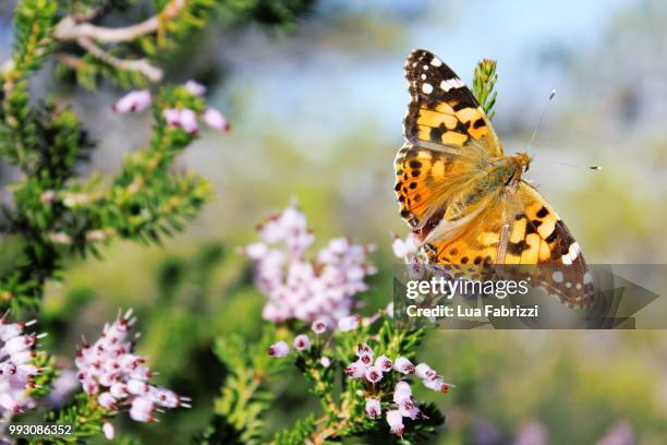 painted lady butterfly - lua stock-fotos und bilder