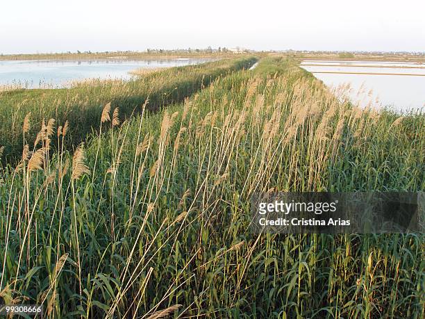 the canal vell, ebro delta natural park, tarragona. - tarragona province stock pictures, royalty-free photos & images