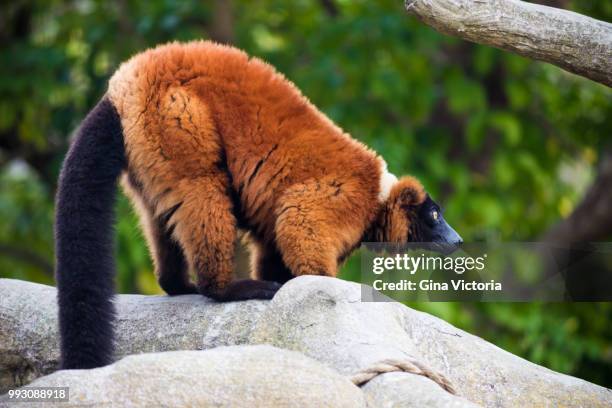 Red Ruffed Ledmur Red Ruffed Lemur Photos and Premium High Res Pictures - Getty Images
