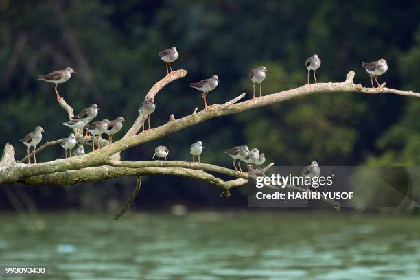 common sandpiper - hariri stock pictures, royalty-free photos & images