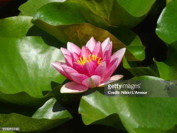 lotus - amour photos stock pictures, royalty-free photos & images
