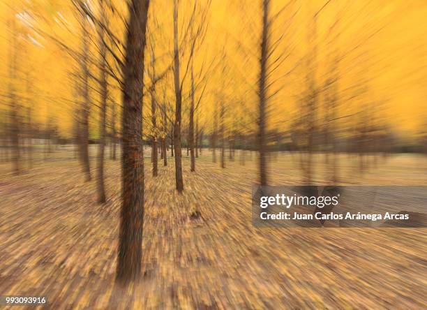 el bosque - arcas stock pictures, royalty-free photos & images