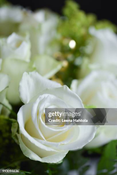 white roses - leena stock pictures, royalty-free photos & images