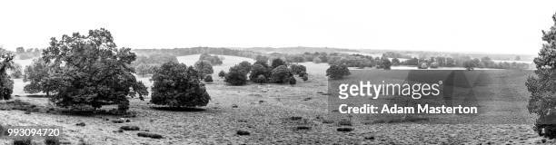 petworth park b&w - masterton stock pictures, royalty-free photos & images